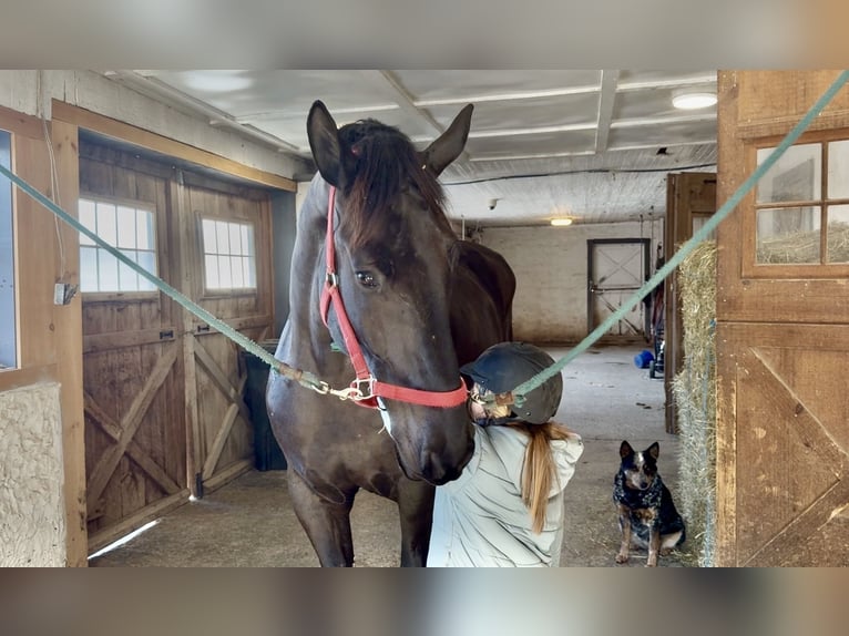 Percheron Mix Ruin 6 Jaar 175 cm Zwart in Gap