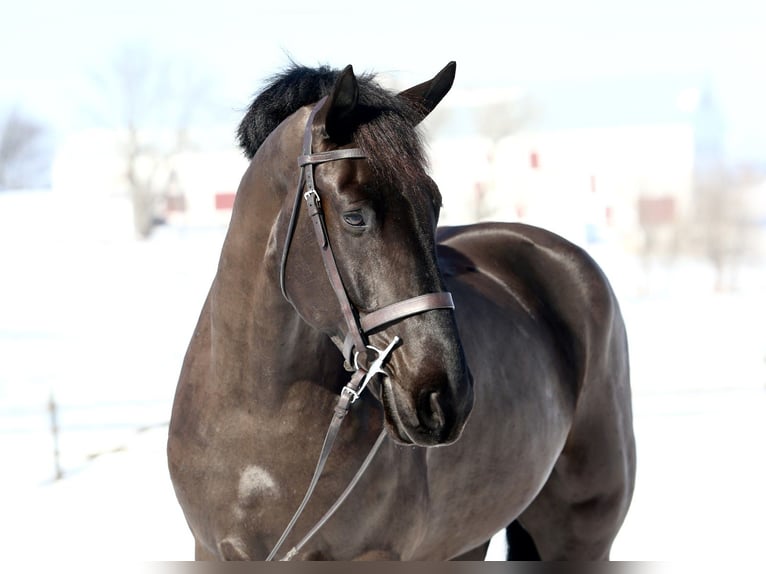 Percheron Mix Ruin 6 Jaar 175 cm Zwart in Gap