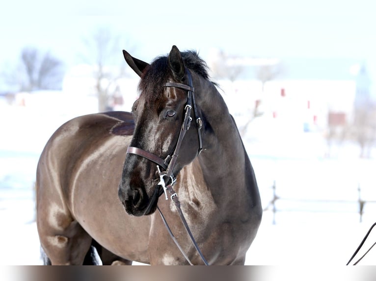 Percheron Mix Ruin 6 Jaar 175 cm Zwart in Gap