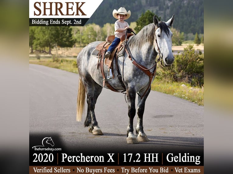 Percheron Mix Ruin 6 Jaar 178 cm Appelschimmel in Fort Collins, CO