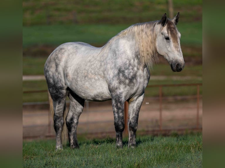 Percheron Mix Ruin 6 Jaar Appelschimmel in Weatherford