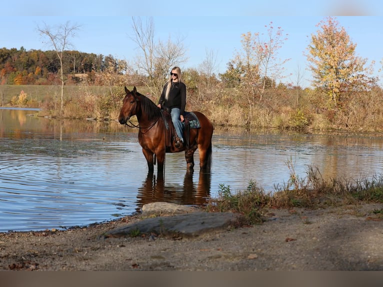 Percheron Mix Ruin 6 Jaar Roodbruin in Beaver Springs