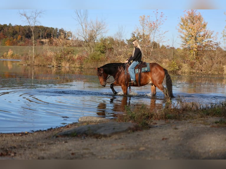 Percheron Mix Ruin 6 Jaar Roodbruin in Beaver Springs