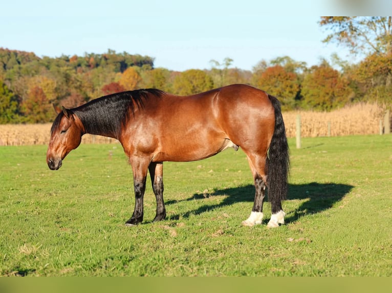 Percheron Mix Ruin 6 Jaar Roodbruin in Beaver Springs