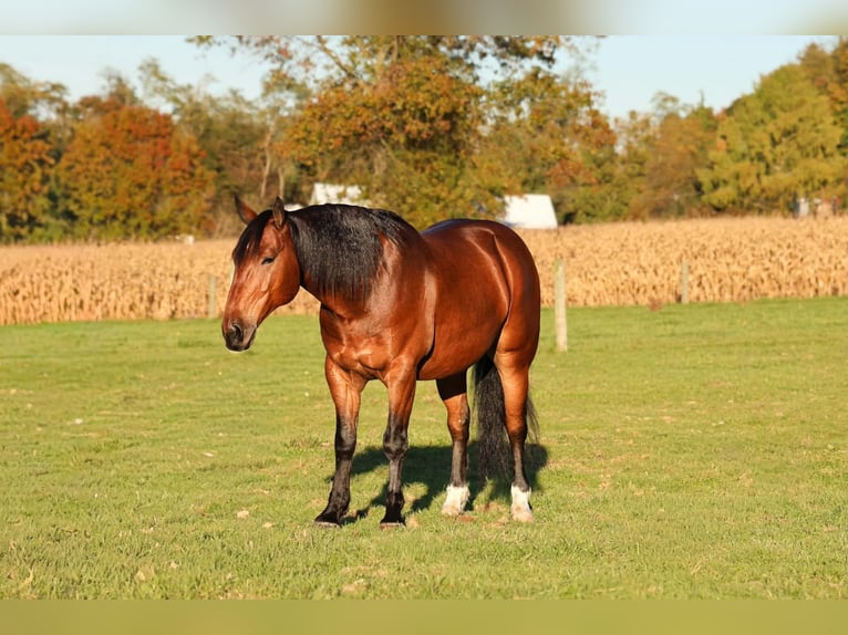 Percheron Mix Ruin 6 Jaar Roodbruin in Beaver Springs
