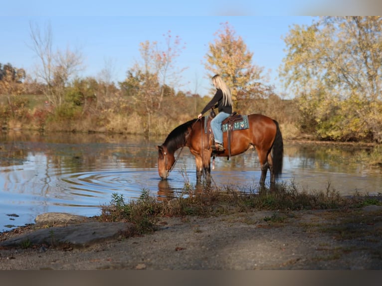 Percheron Mix Ruin 6 Jaar Roodbruin in Beaver Springs
