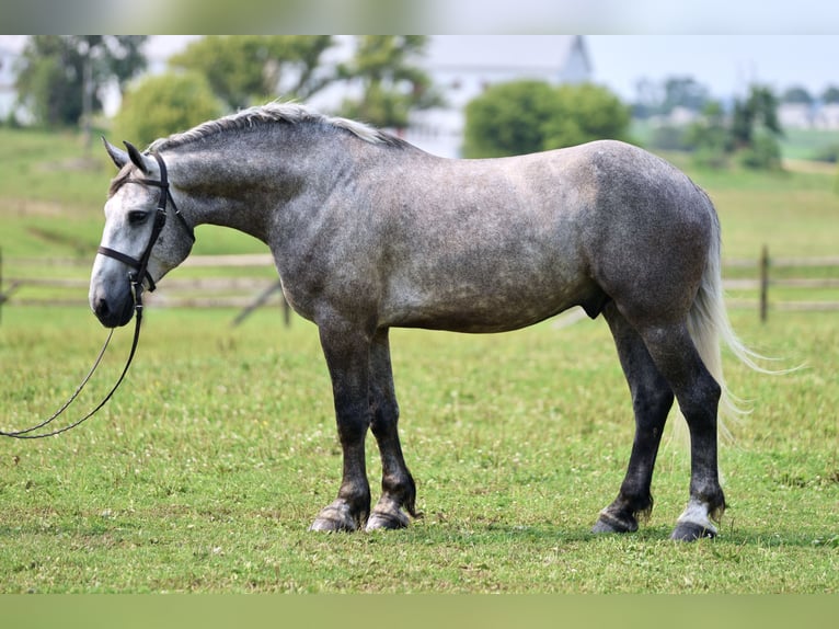 Percheron Ruin 6 Jaar Schimmel in Gap