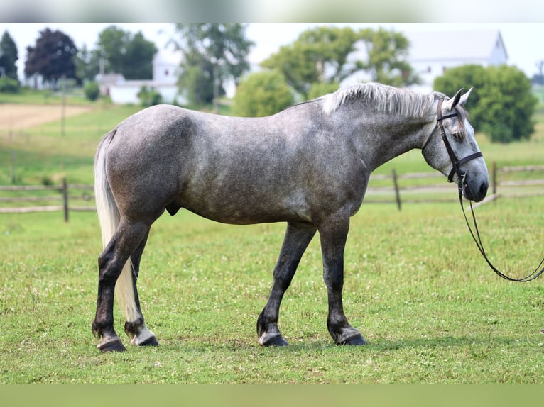 Percheron Ruin 6 Jaar Schimmel in Gap