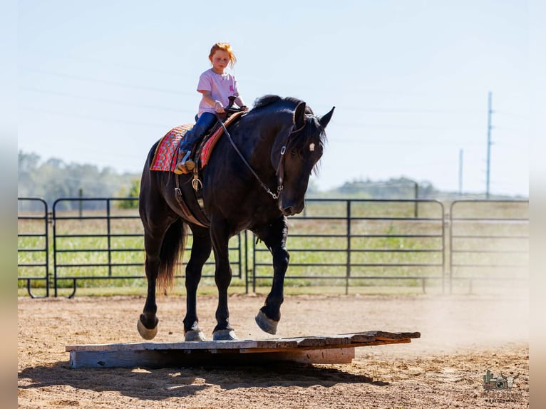 Percheron Ruin 6 Jaar Zwart in Auburn
