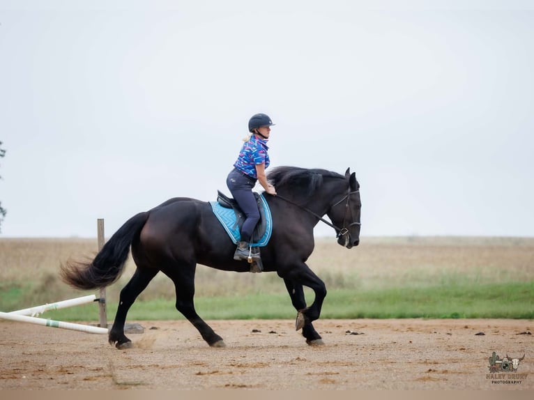 Percheron Ruin 6 Jaar Zwart in Auburn
