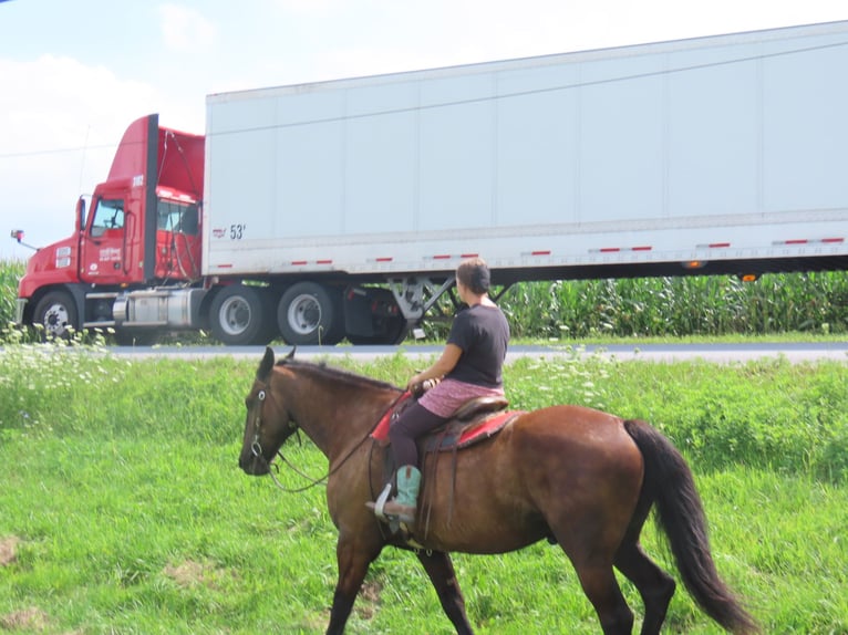 Percheron Mix Ruin 6 Jaar Zwart in Honey Brook