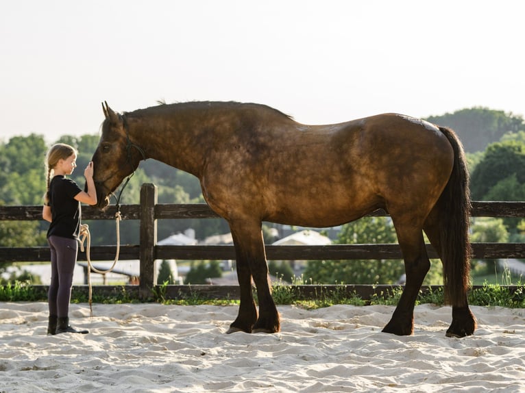Percheron Mix Ruin 6 Jaar Zwart in Honey Brook