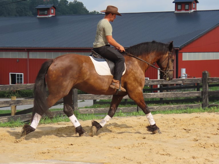 Percheron Mix Ruin 6 Jaar Zwart in Honey Brook