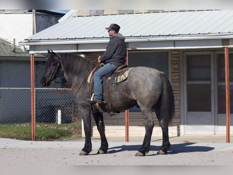 Percheron Ruin 7 Jaar 163 cm Roan-Blue in Bloomfield IA