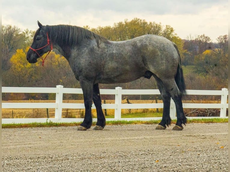 Percheron Ruin 7 Jaar 163 cm Roan-Blue in Bloomfield IA
