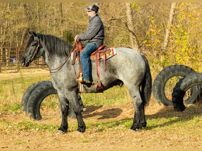 Percheron Ruin 7 Jaar 163 cm Roan-Blue in Bloomfield IA