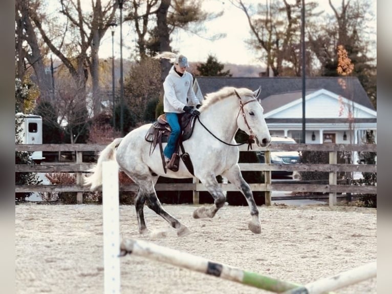 Percheron Mix Ruin 7 Jaar 173 cm Schimmel in Gap