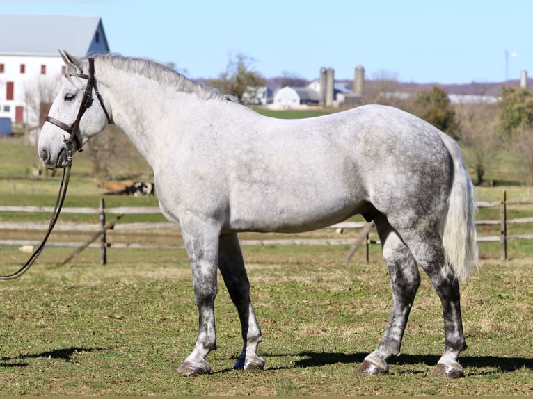 Percheron Mix Ruin 7 Jaar 173 cm Schimmel in Gap