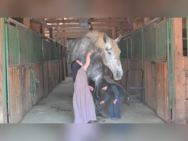 Percheron Ruin 7 Jaar Appelschimmel in Fairbank IA