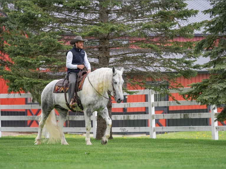 Percheron Mix Ruin 7 Jaar Appelschimmel in Independence, IA
