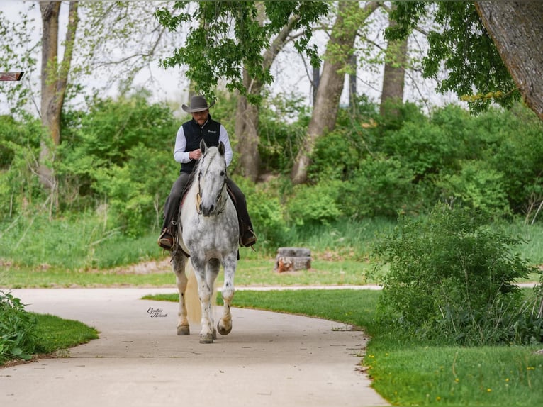 Percheron Mix Ruin 7 Jaar Appelschimmel in Independence, IA