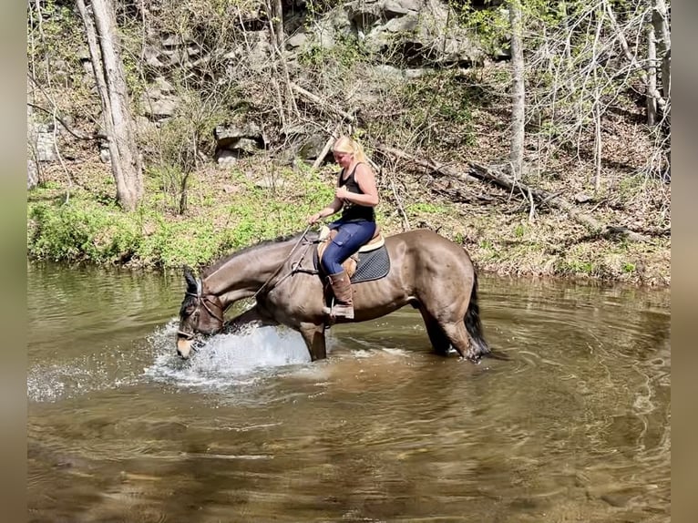 Percheron Mix Ruin 7 Jaar Roodbruin in New Holland