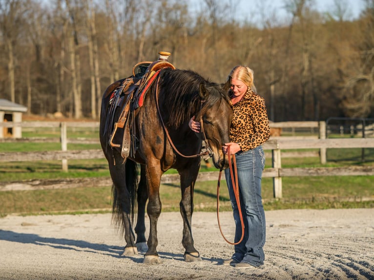 Percheron Mix Ruin 7 Jaar Roodbruin in New Holland