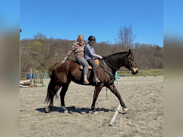 Percheron Mix Ruin 7 Jaar Roodbruin in New Holland