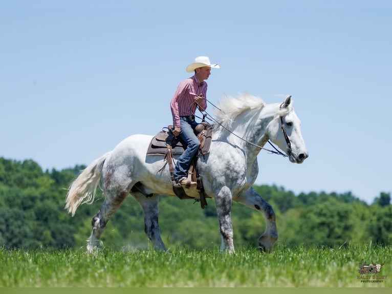 Percheron Ruin 7 Jaar Schimmel in Auburn