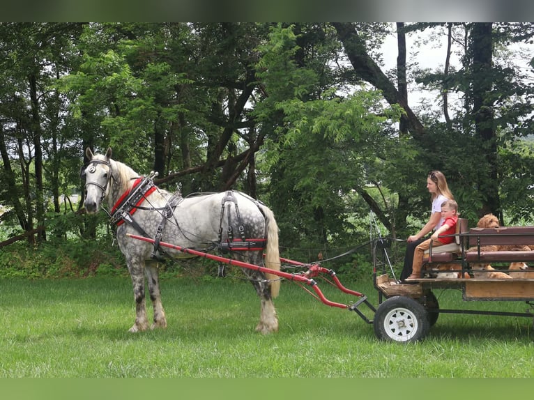 Percheron Ruin 7 Jaar Schimmel in Auburn