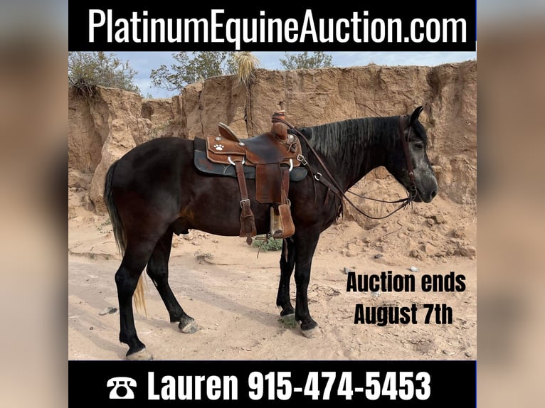 Percheron Ruin 8 Jaar 150 cm Schimmel in El Paso Tx