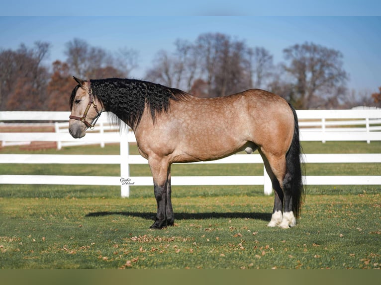 Percheron Mix Ruin 8 Jaar 160 cm Buckskin in Independence