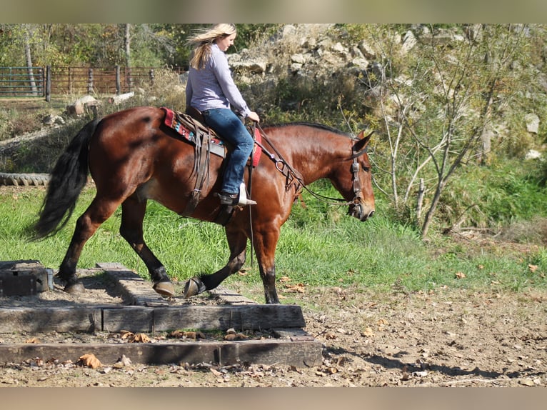 Percheron Mix Ruin 8 Jaar 160 cm Roodbruin in Plano