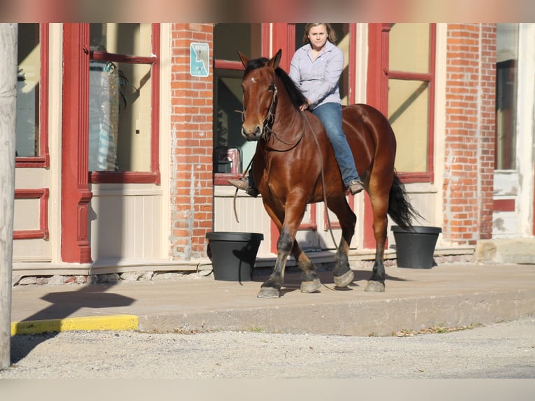 Percheron Mix Ruin 8 Jaar 160 cm Roodbruin in Plano
