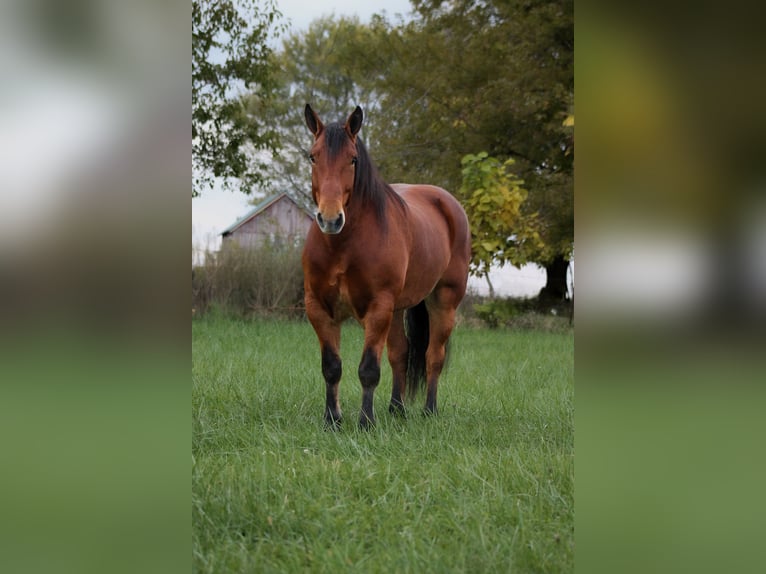 Percheron Mix Ruin 8 Jaar 160 cm Roodbruin in Plano
