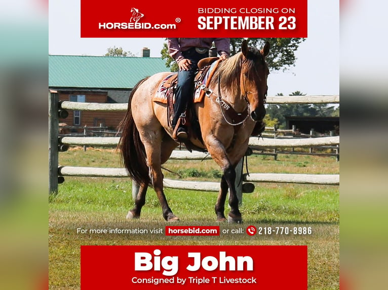 Percheron Mix Ruin 8 Jaar 168 cm in Nevis, MN