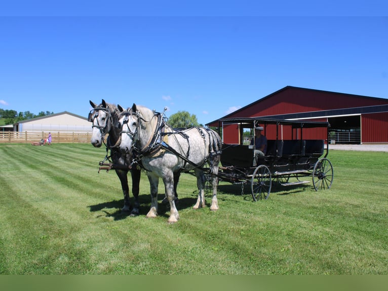 Percheron Ruin 8 Jaar Schimmel in Millersburg