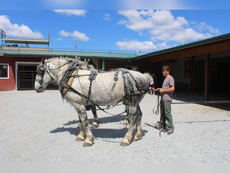 Percheron Ruin 8 Jaar Schimmel in Millersburg