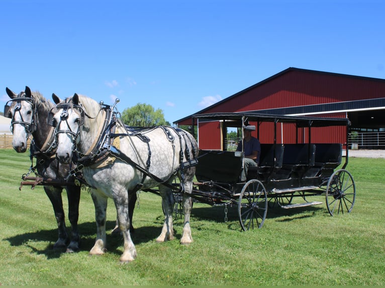 Percheron Ruin 8 Jaar Schimmel in Millersburg