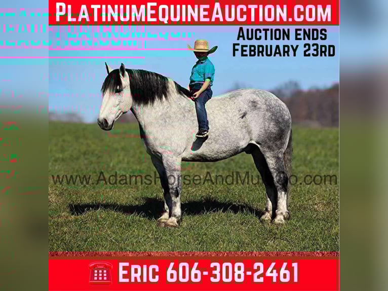 Percheron Ruin 9 Jaar 163 cm Appelschimmel in Mount Vernon, KY