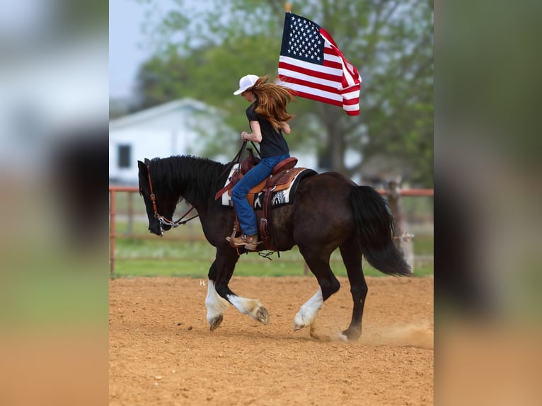Percheron Ruin 9 Jaar 163 cm Roodbruin in Weatherford tX