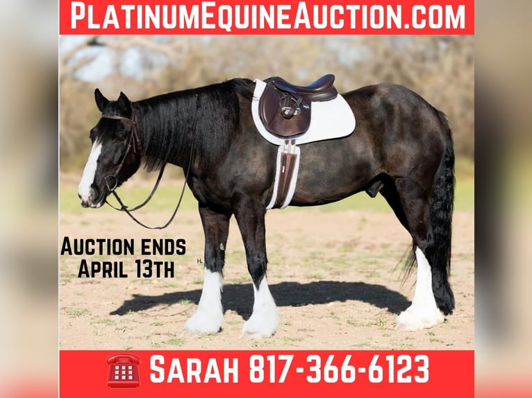 Percheron Ruin 9 Jaar 163 cm Roodbruin in Weatherford tX