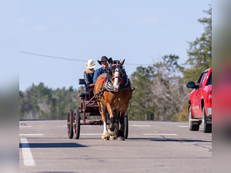 Percheron Mix Ruin 9 Jaar Roodbruin in Nevis, MN