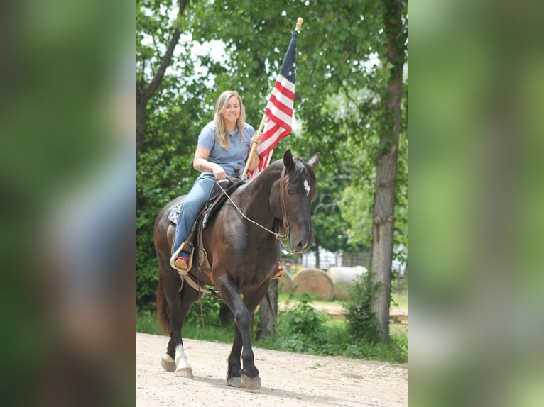 Percheron Mix Ruin 9 Jaar Zwart in Plano