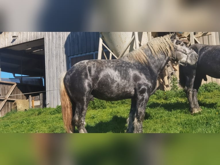 Percherón Semental 3 años 178 cm in Bernau am Chiemsee