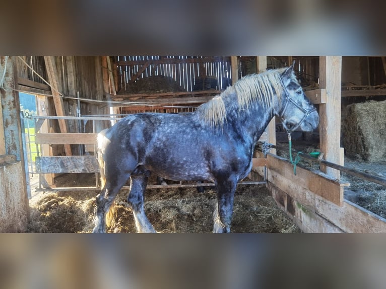 Percherón Semental 3 años 178 cm in Bernau am Chiemsee
