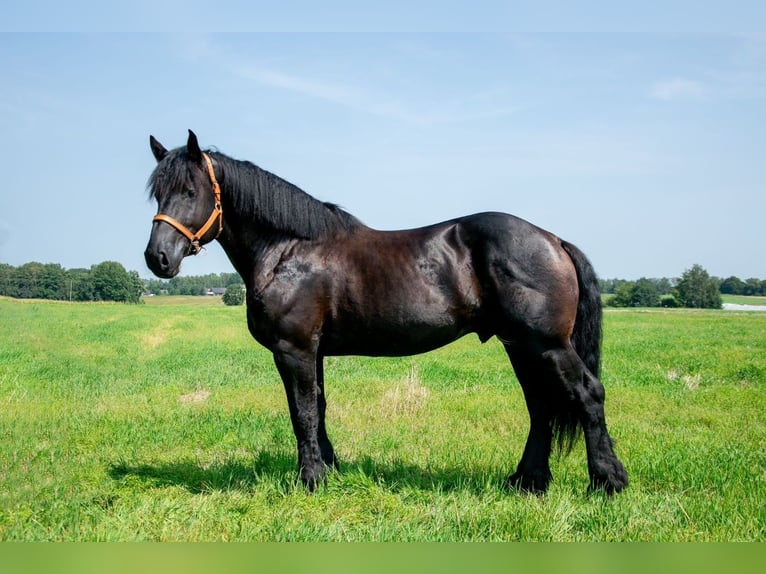 Percherón Semental 5 años 180 cm Negro in xx