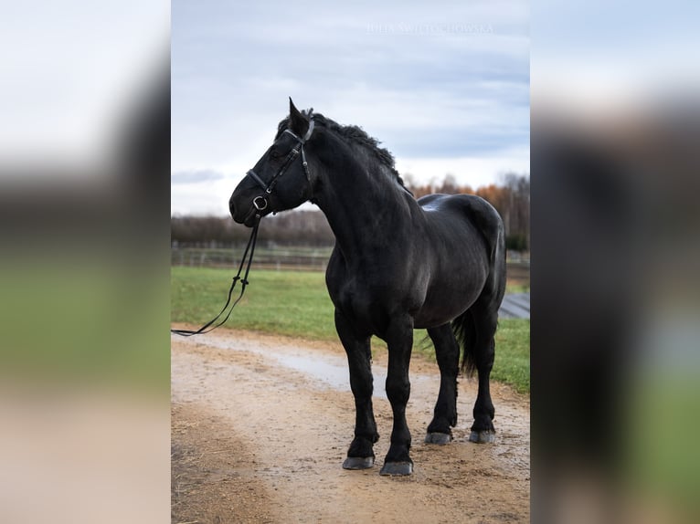 Percherón Semental 6 años 180 cm Negro in Kęty