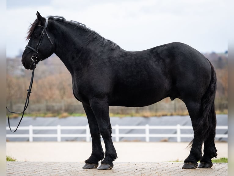 Percherón Semental 6 años 180 cm Negro in Kęty