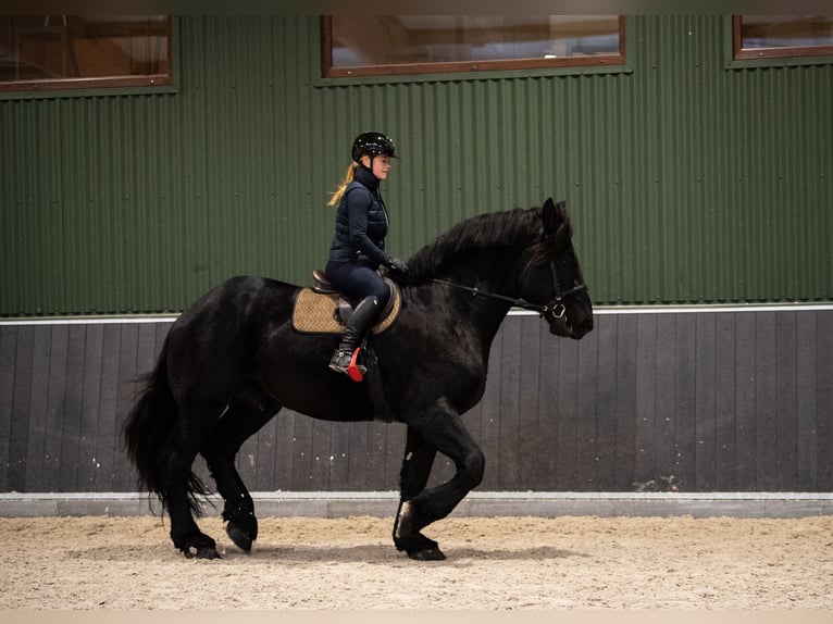 Percherón Semental 6 años 180 cm Negro in Kęty